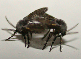 Clogmia albipunctata